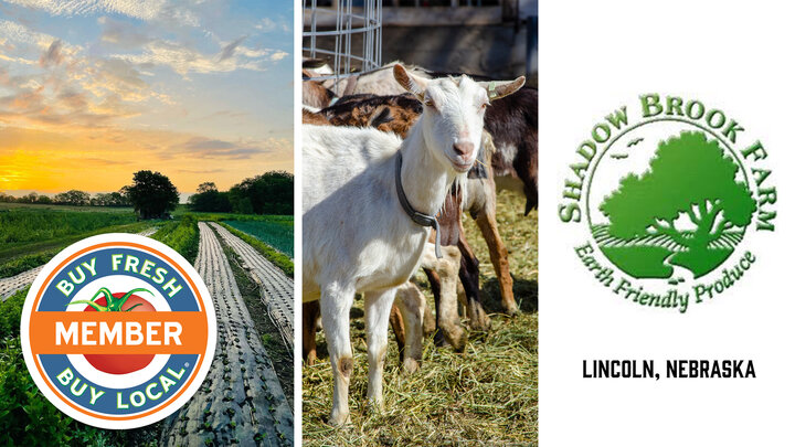 ShadowBrook Farm and Dutch Girl Creamery Spotlight photo showing their vegetables growing in rows at sunset and their dairy goats